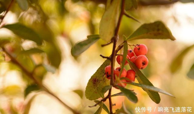 果子|这种果子在农村很常见,但你知道它叫啥吗