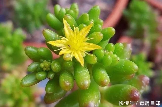 多肉|这5种多肉开花就像中奖一样,雅乐之舞最不常见,桃蛋开花最好看!