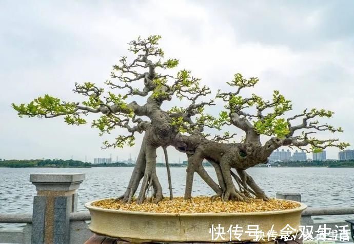 叶片|盆景制作技法夏天来到，盆景脱衣换锦，有6种好处