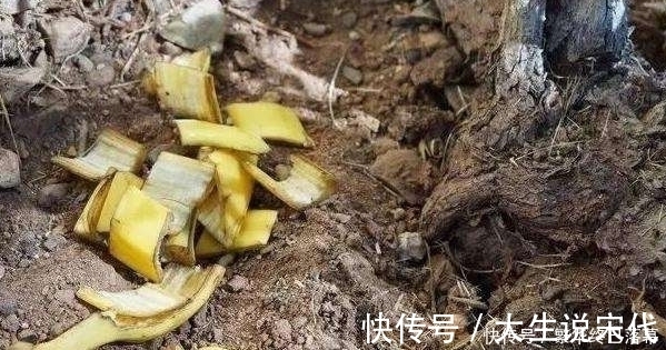 香蕉皮|养什么花,都可以用“1斤香蕉皮”,能让叶子更油绿,开花爆满盆