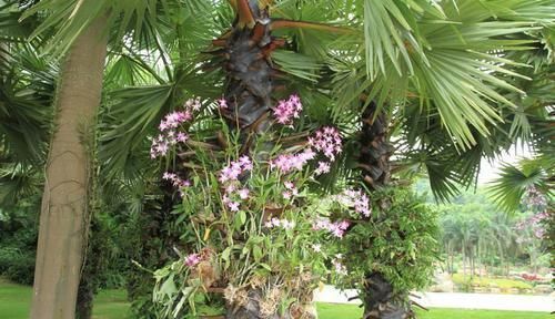 家养蟹爪兰摆放有讲究,记住三个口诀,蹭蹭冒白根,花开满树