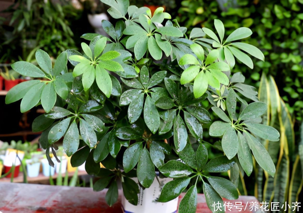 富贵竹|如果养着这7种花,温度高及时“打顶”,这样才能枝繁叶茂