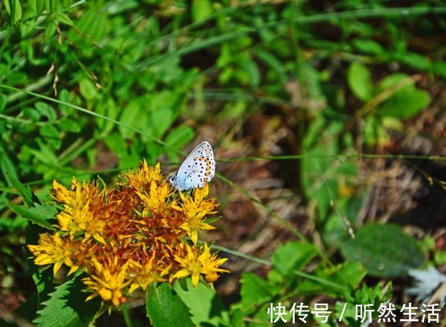 鱼腥草|66种野菜大图片，带你见识不同的野菜和吃法，你想要的野菜这里有