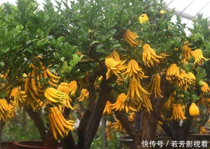 佛手降壓利尿、理氣和中、疏肝止咳,遇到請珍惜,女性要多吃