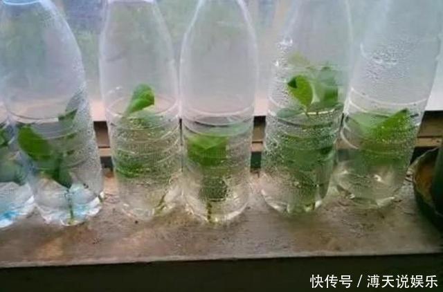 妙招|家庭养花,塑料瓶是“宝贝”,学会5个使用“小妙招”,一生受用