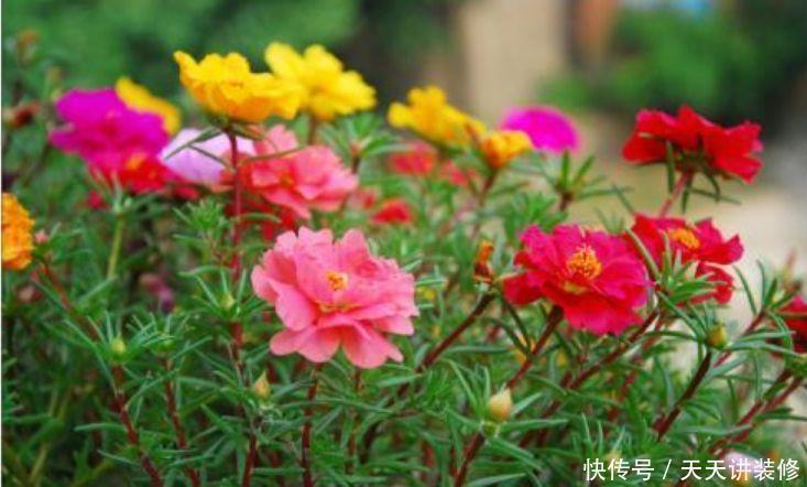 最适合新手养的4种花,家里养一盆,开花漂亮花期长,谁养谁喜欢