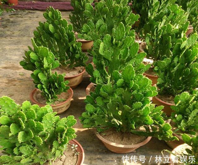 侧芽|“千手观音”仙人掌,名不虚传,掐个侧芽,快速长出“千片掌”