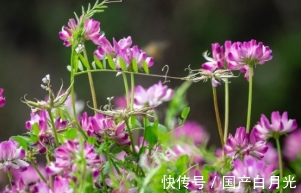 紫云英|花朵似蝴蝶，过去用来喂猪，可惜了