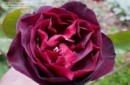 冷俊|3种花让人爱不释手,香气怡人,漂亮似牡丹,养护容易