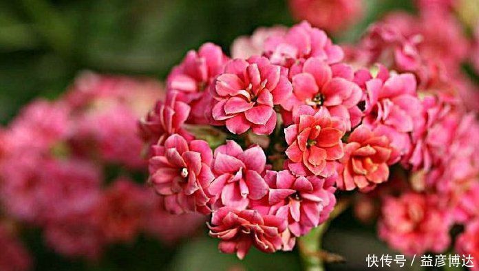 养这种花别心疼,天热时剪一剪,很快就爆盆,花期一到开满盆