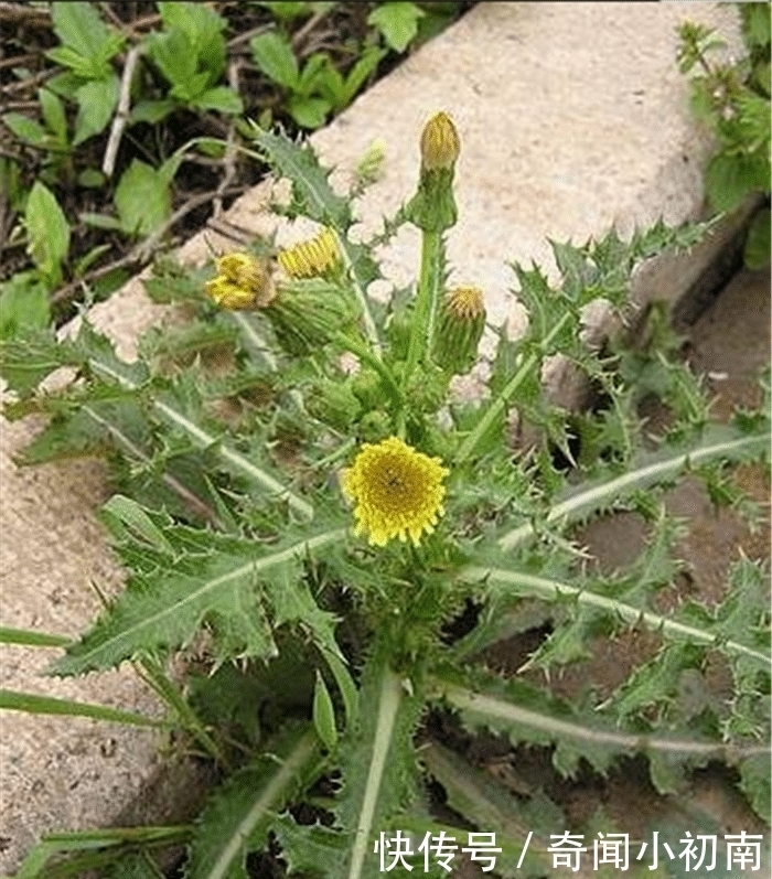 吃法|不要怕刺菜扎手,不但好吃,還是一味中藥