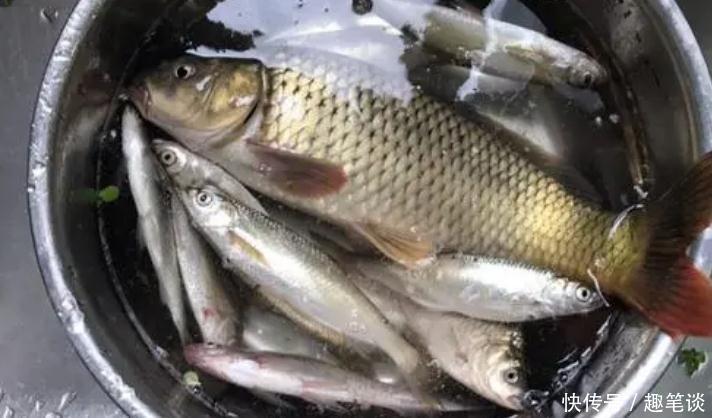 野钓经验谈之六 野钓鲤鱼需注意 如何诱鱼是关键