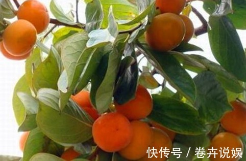 泡酒|女性到了中年,推荐常吃以下食物,美白润肤,延缓衰老,早吃早好