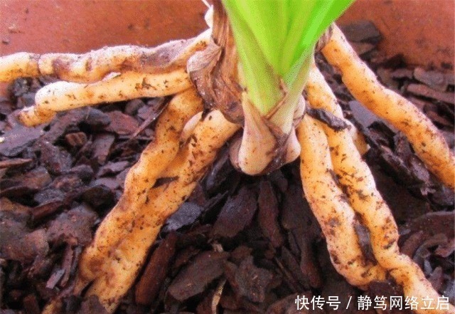 老大爷养君子兰,用上3种“黑炭块”,齐刷刷冒白根,年年开花旺