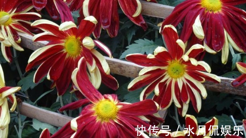 喜欢菊花,不如养盆“菊之珍品”,清新之美,飘逸洒脱