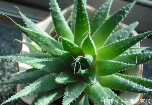 环境中|卫生间养花不知道选啥好就种以下4种植物,清除异味,净化空气