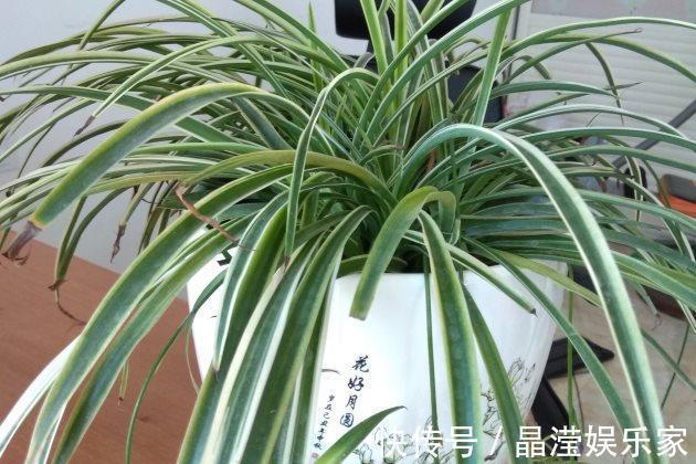 吊兰怎么养才能更佳旺盛,花友们值得一看