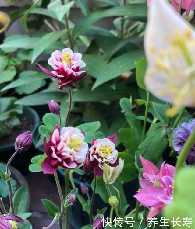 有些花名字太奇葩,叫出口太尴尬,开花却很美!