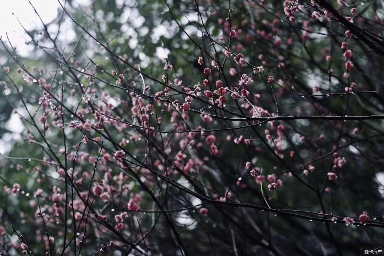 虞美人|赏傲骨寒梅