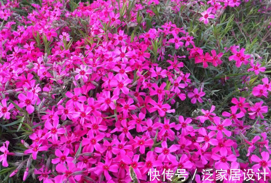 睡莲|旧土养花,简单一加工,肥效成倍,3种花谨慎用土,用了难养活