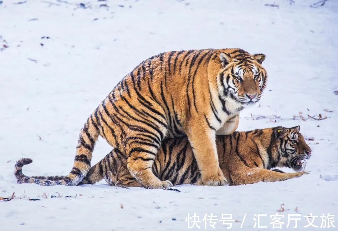 机车库|100年前，火车拉来那座“俄罗斯小镇”，后来怎么样了？