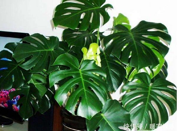 7种“有益花”,养在家里身体好,清新空气病菌少,你家还没养