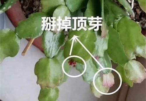 栽种|扦插蟹爪兰，巧用“小妙招”，夹在梳子缝里，呼呼长出毛细根