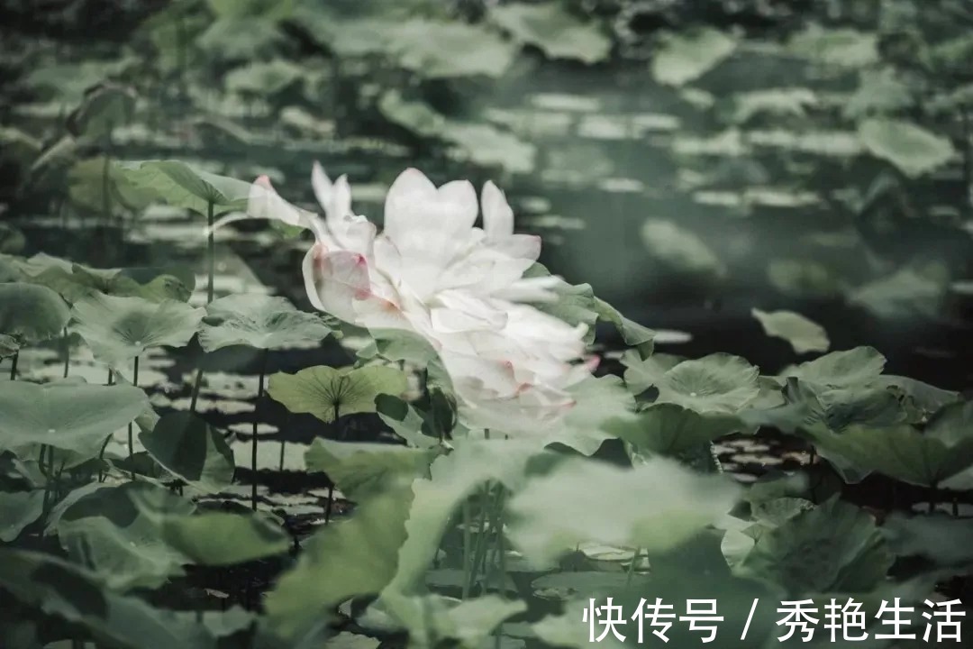 贾谊论&苏轼散文名句15则,学做人、学处世,你会受益无穷