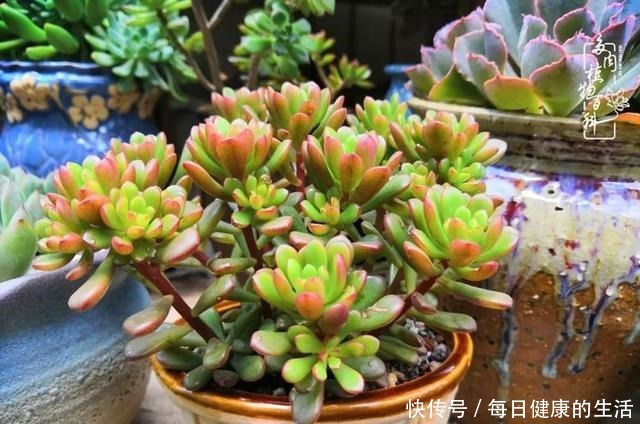 如何让多肉变美看看我是如何宠它们的！如何让多肉变美看看我是如何宠它们的！