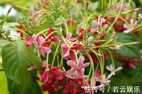 悄悄告诉你,养花学会“这3招”,不黄叶不烂根,花卉蹭蹭长爆盆