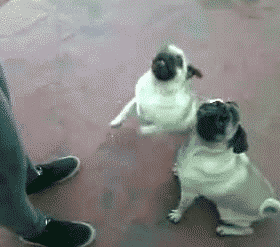 |搞笑动图:家有懒狗一只,谁要领走吧!