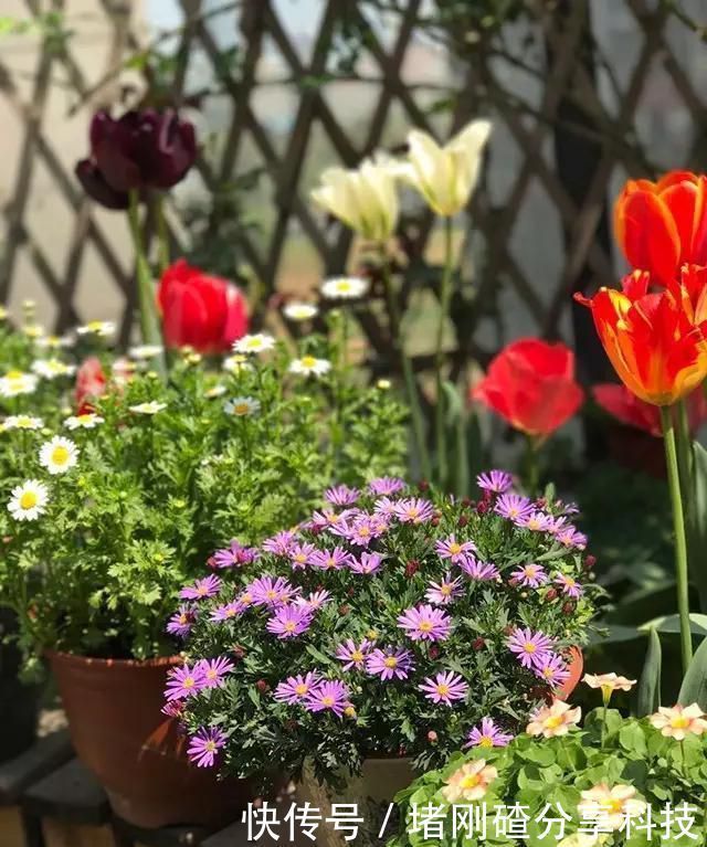 露台|两个孩子的妈妈,利用空闲时间,在露台打造出一片花的海洋