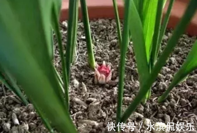 养护|一叶兰没开花,如何养护一叶兰能让它开花,学会几招轻松爆盆