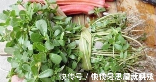 生草药性备要|农村这种野菜，被誉为“长寿菜”，城里人想吃都买不到！