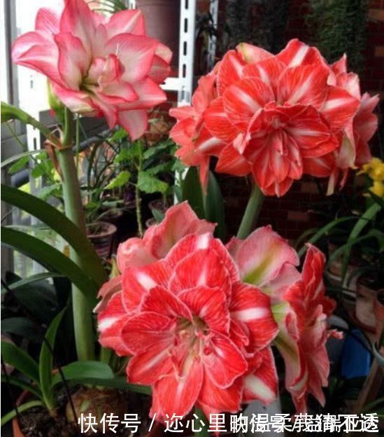 阳台|养花试试此几款，花开繁盛花香怡人，花朵美爆阳台