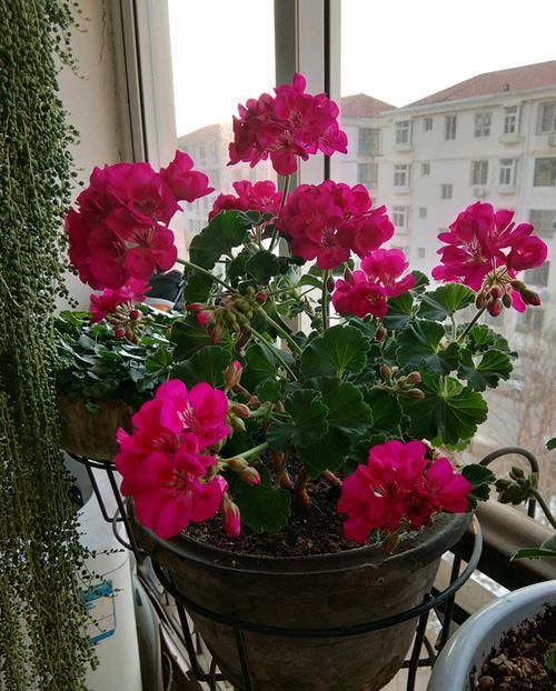 洋蝴蝶|此“花”能开三季，鲜艳漂亮花期长，阳台养一盆，看花200天