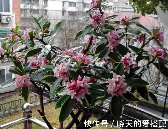 漂亮|3种漂亮花，9月喂点大补肥，新叶新芽一起长，开花一茬接一茬