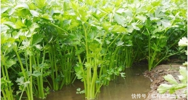 一種野菜治一種病,野菜不僅好吃,還有消炎,降血壓,清熱的功效