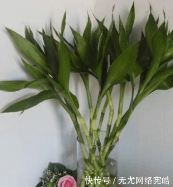邻居|富贵竹总是养不活, 看到邻居家才发现自己方法错了