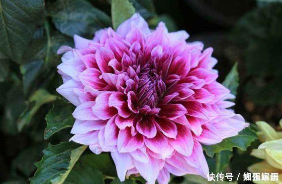 仙气十足的几款花卉,繁花似锦,花开一茬又一茬,美极了