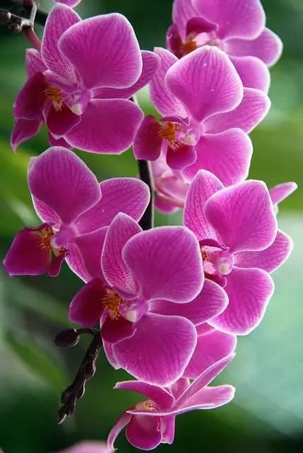 极品兰花（美醉了！）