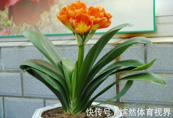 花卉|养君子兰,掌握4个小技巧,年年叶绿花艳、长爆盆