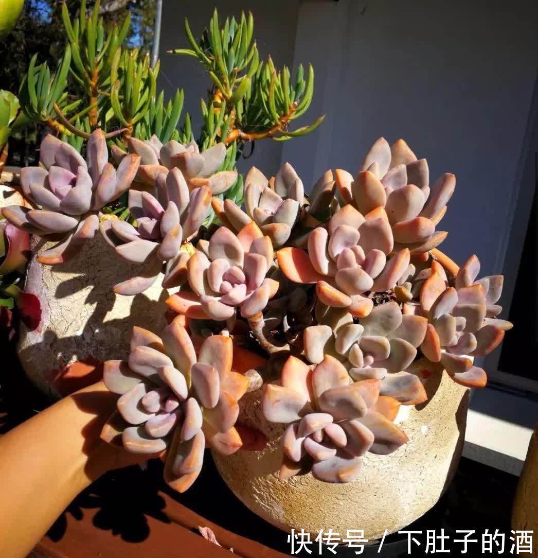 3种绿植,养在阳台露台上,不怕风吹日晒,开花也很美