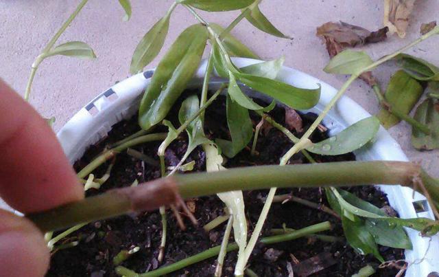 学会在夏天养绿萝,叶片长到“巴掌大”,冒出“小气根”,美!