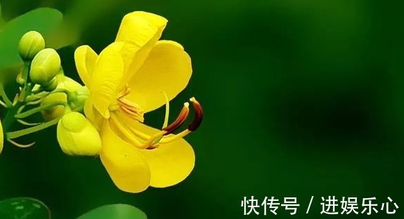 三角梅|细数花期超长的六种花卉，养护好就比“往年”开花多得多，美醉了