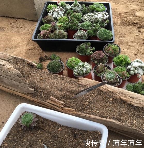 烂木头充分利用,资深花友打造出迷你多肉花园,以后烂木头别丢了!