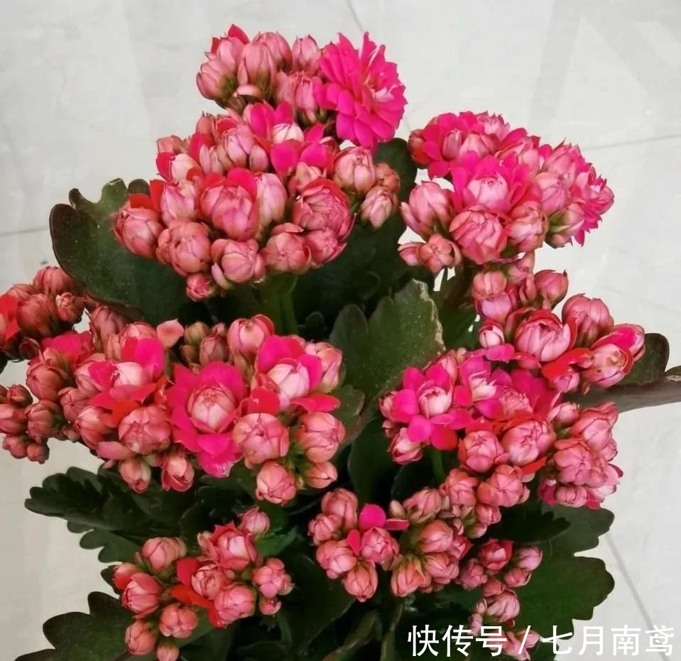 让长寿花复花,“喷、剪、晒”同步进行,1个月花苞挤满盆!