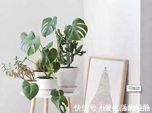 养花|聪明人客厅养花,首选“6种”盆栽,好养好看,家人身体越来越好