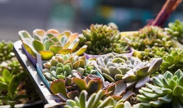 休眠|想要养好多肉,不要盲目“做傻事”,新手要避免掉,就能少踩坑