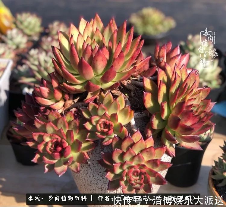 挂区|因为多肉,背井离乡来到开挂区,多肉变好看,小伙变大叔!